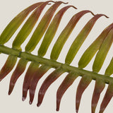 Western Sword Burgundy Fern Leaf L