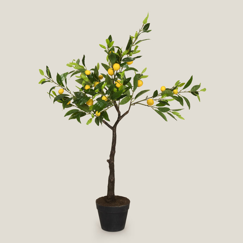 Green Tropical Lemon Potted Tree