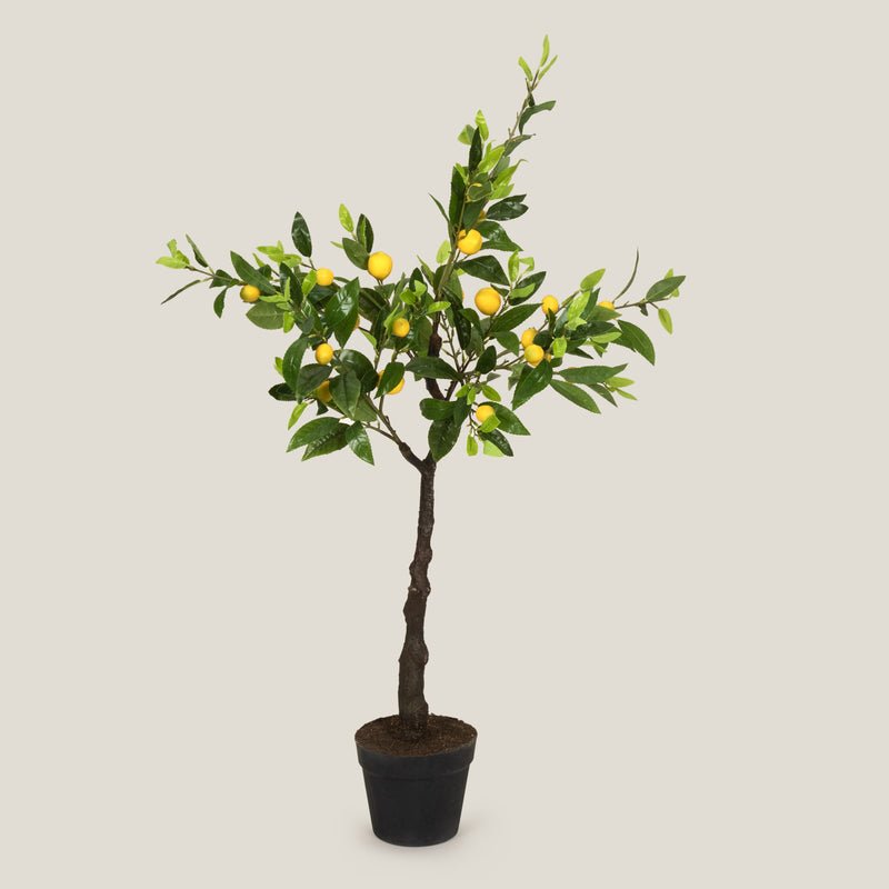 Green Tropical Lemon Potted Tree