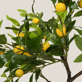 Green Tropical Lemon Potted Tree