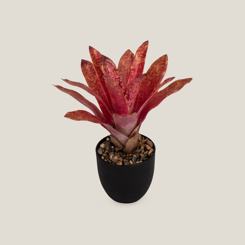 Neoregelia Red Potted Plant