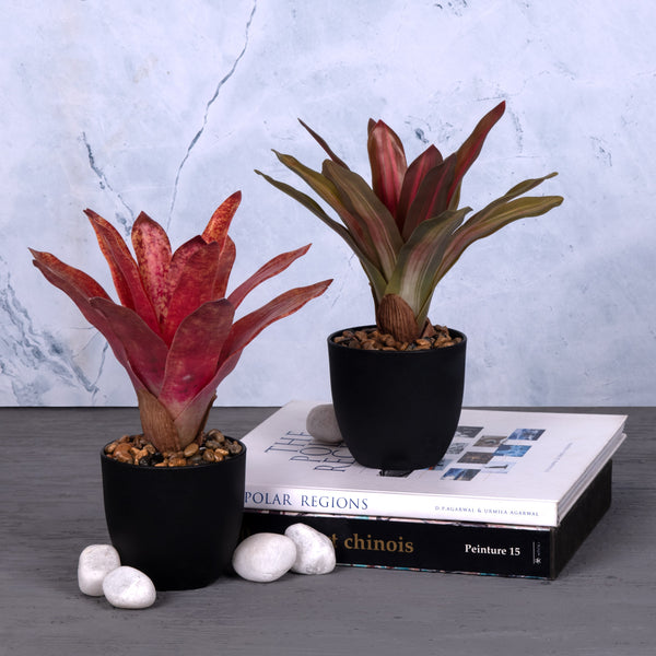 Neoregelia Red Potted Plant