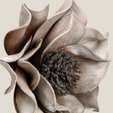 Grey Primsrose Flower