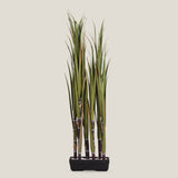 Green Sugarcane Potted Plant