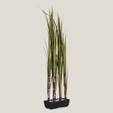 Green Sugarcane Potted Plant