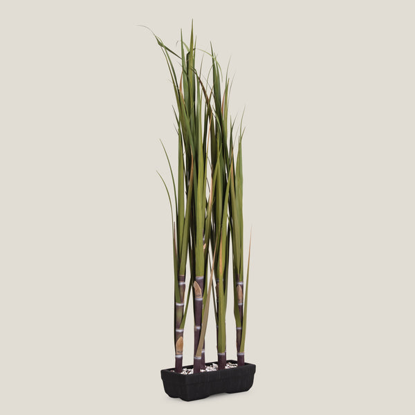 Green Sugarcane Potted Plant