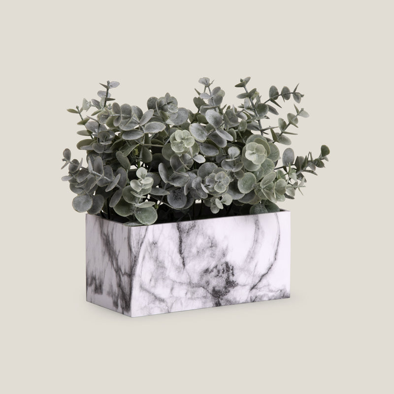 Elephant Bush Green Potted Plant