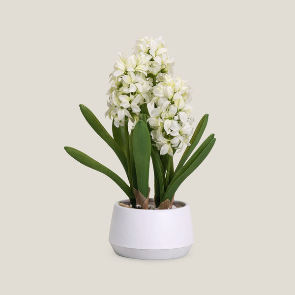 Hyacinth White Potted Plant