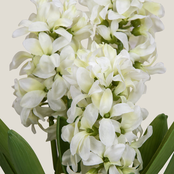 Hyacinth White Potted Plant