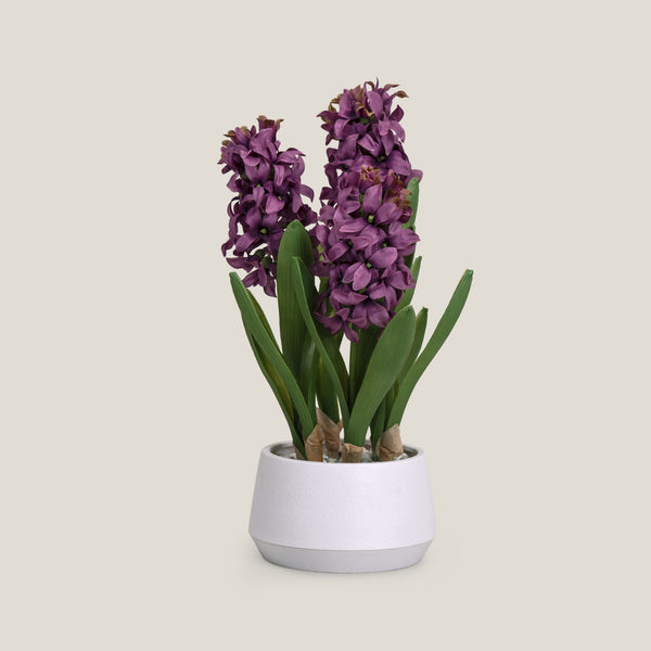 Hyacinth Purple Potted Plant