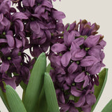 Hyacinth Purple Potted Plant