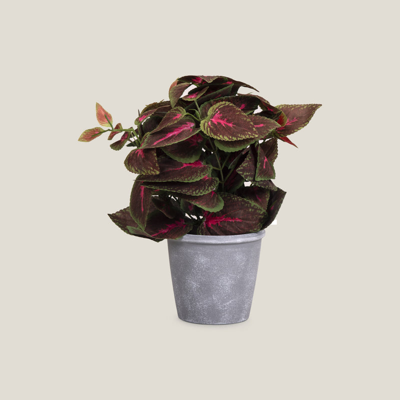 Pink Coleus Potted Plant