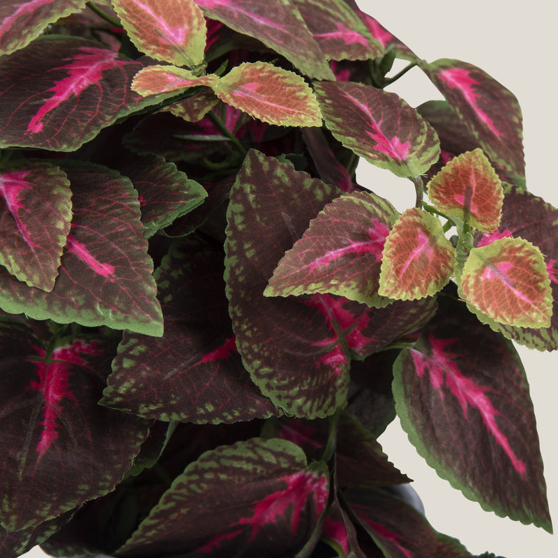 Pink Coleus Potted Plant