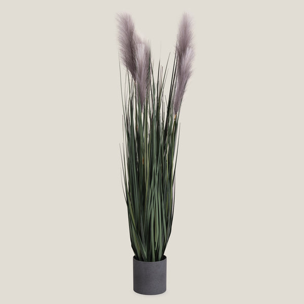 Bulrush Grey Potted Plant