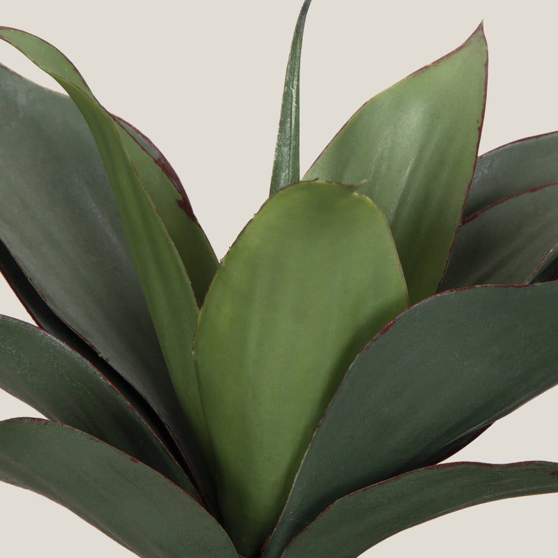 Tropical Agave Green Potted Plant