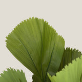 Fan Palm Green Potted Tree
