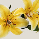 Yellow Oriental Lily Flower