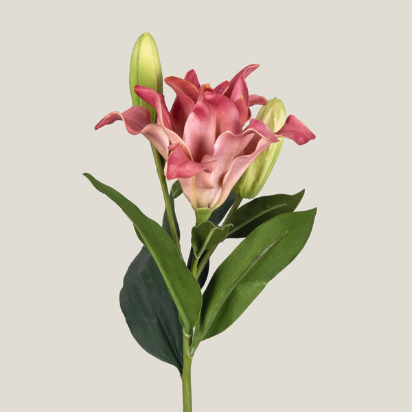 Pink Velvet Lily Flower