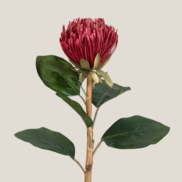 Red Pincushion Protea Flower