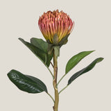 Pink Pincushion Protea Flower