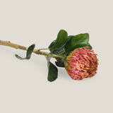 Pink Pincushion Protea Flower