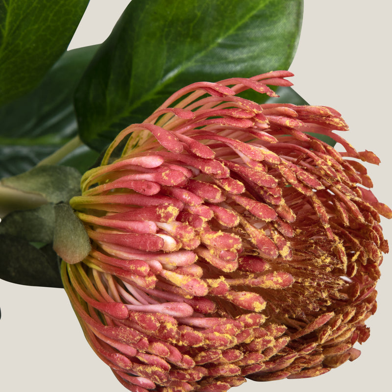 Pink Pincushion Protea Flower