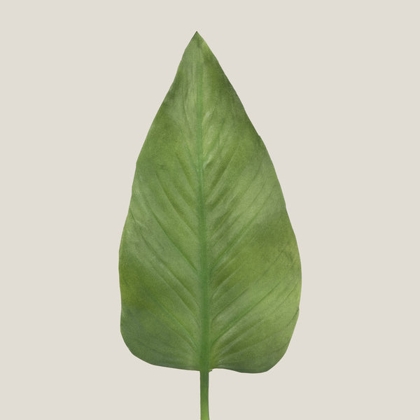 Green Oasis Foliage Leaf