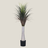 Dracaena Margonata Green Potted Tree