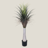 Dracaena Margonata Green Potted Tree