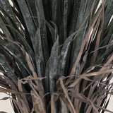 Dracaena Margonata Green Potted Tree