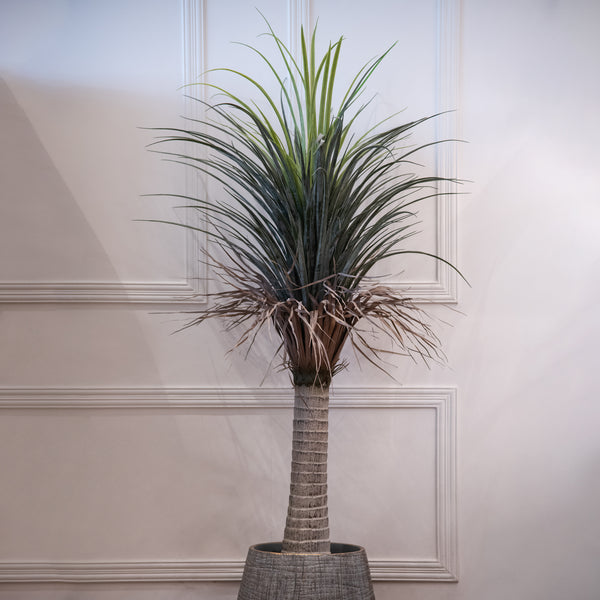 Dracaena Margonata Green Potted Tree