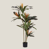 Dracaena Lisa Green Potted Tree