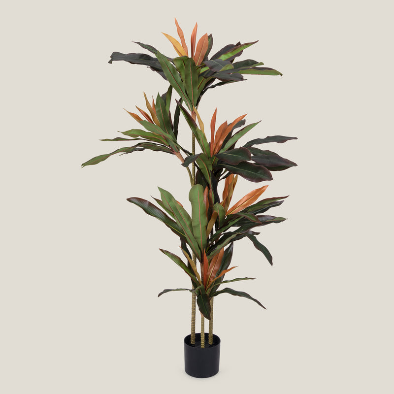 Dracaena Lisa Green Potted Tree