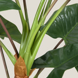 Kaykon Green Potted Plant