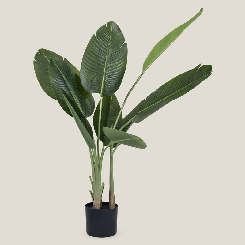 Bird Of Paradise Green Potted Plant