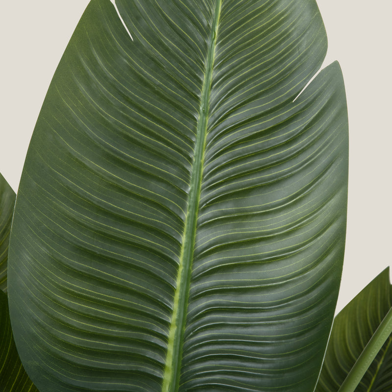 Bird Of Paradise Green Potted Plant