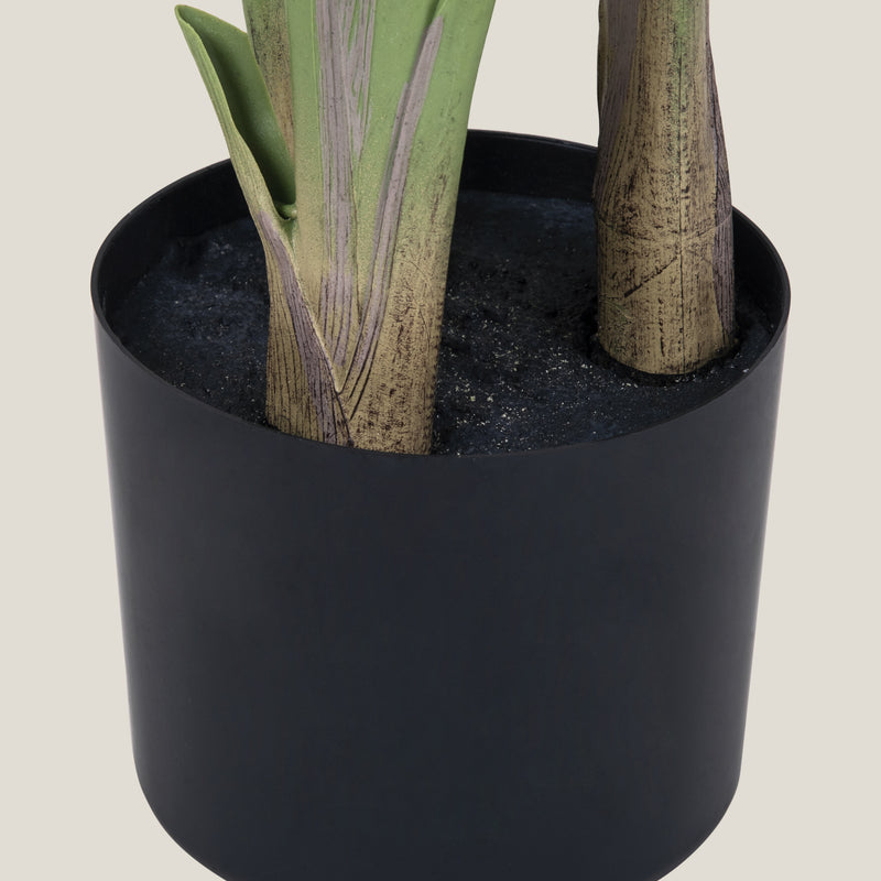 Bird Of Paradise Green Potted Plant