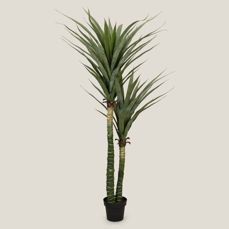Yucca Green Potted Tree