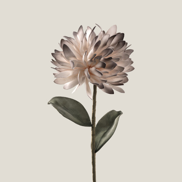 Coffee & Off White Chrysanthemum Flower