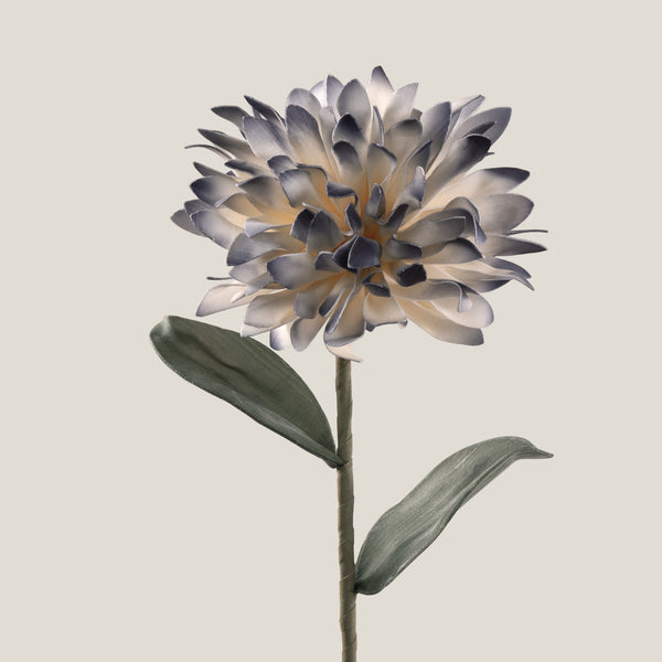 Purple & Off White Chrysanthemum Flower