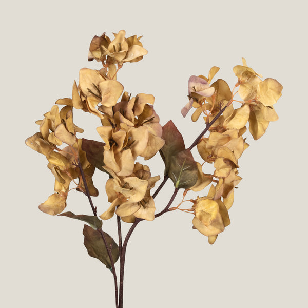 Champagne Bougainvillea Spray Flower