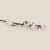 Magnolia White Flower Branch