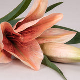 Asiatic Orange Lily Flower