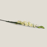 Off White Gladiolus Flower