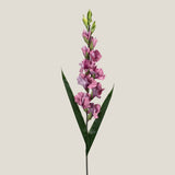 Pink Gladiolus Flower