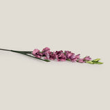 Pink Gladiolus Flower