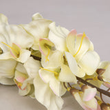 Off White Wisteria Flower Branch