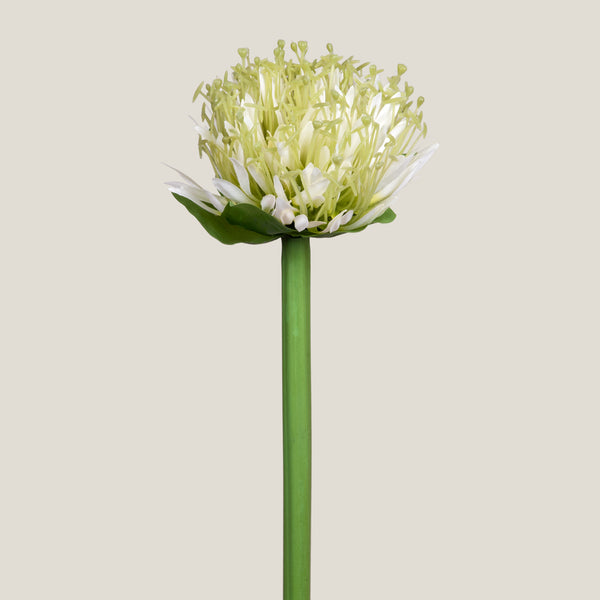 Off White Cornflower Flower