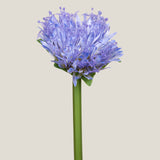 Blue Cornflower Flower