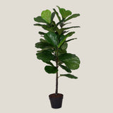 Fiddle Leaf Green Potted Plant